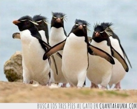 aqui,foca,puntos,pelos,pinguino