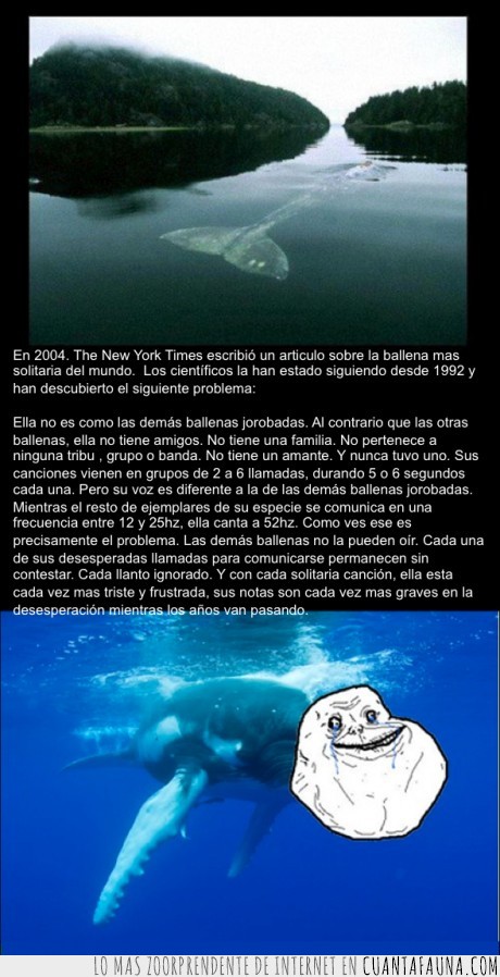 17111 - BALLENA FOREVER ALONE - Lleva más de 90 años sin poder comunicarse con ninguna otra ballena