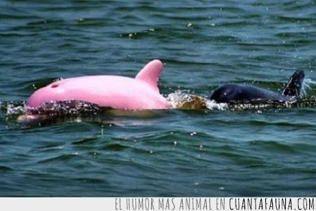 delfín,rosa,animal,animales,delfines,rosado