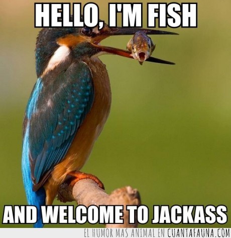 hello,Jackass,animal,pájaro,pez,Johnny Pezville