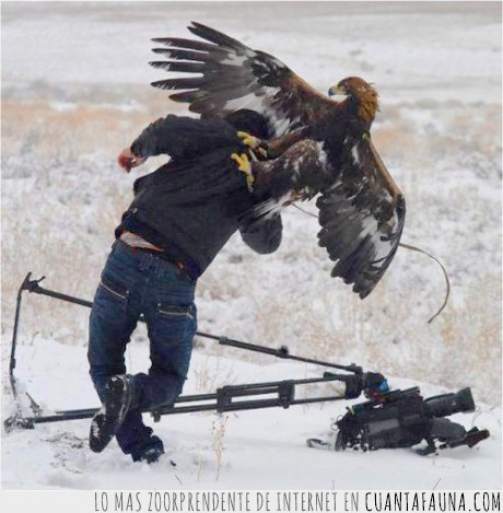 águila,cámara,atacando,foto