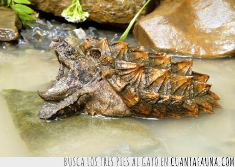 18034 - TORTUGA CAIMÁN - Para encontrarte con esta tortuga prehistórica tendrás que ir al Mississippi