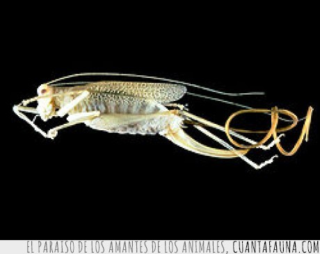 18095 - SPINOCHORDODES TELLINII - El parásito gusano que induce a su huésped a que salte al agua y se ahogue