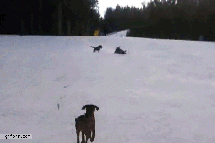 perro,trineo,nieve