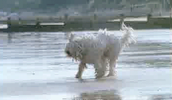 perro,sacudir,planco,playa,agua