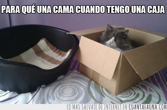 cama,gato,preferir,caja,cartón