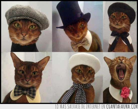 elegancia,clase,19,xix,siglo,gatos,sombreros,moda