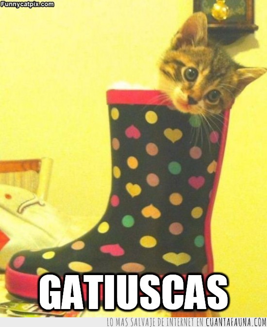 botas,lluvia,catiuscas,gato,gatiuscas,zapatos,calzado