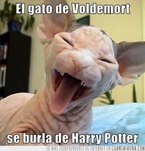burla,Harry Potter,Voldemort,nombrado,gato