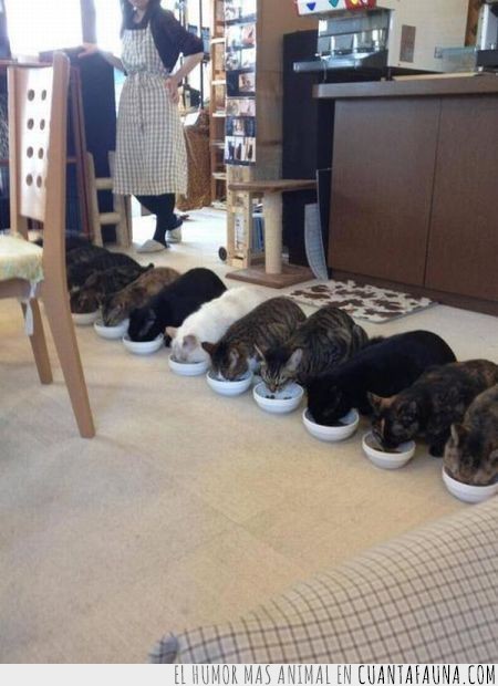 comer,miau,gatos,loca de los gatos,mucha comida,asiatica,ordenada