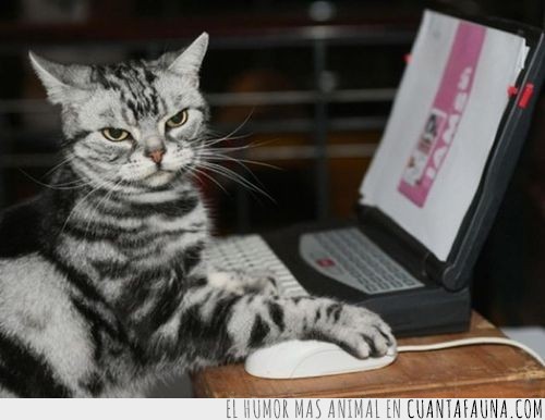 gato,fondo de pantalla,papeles,cutre,portátil,ordenador