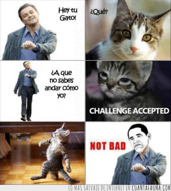 memes,persona,caminar,gato,leonardo,dicaprio,challenge accepted