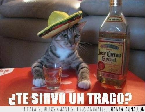 tequila,whisky,Gato,chupito,trago,mariachi,sombrero,mexicano