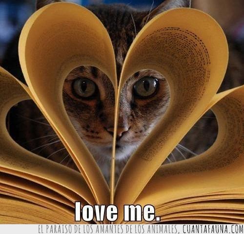 forma,paginas,gato,love me,amor,corazon,libro