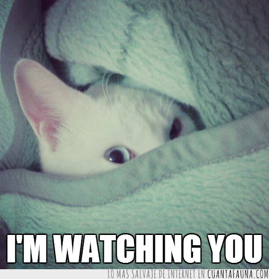 vigila,im watching you,gato,sabanas,mantas,escondido