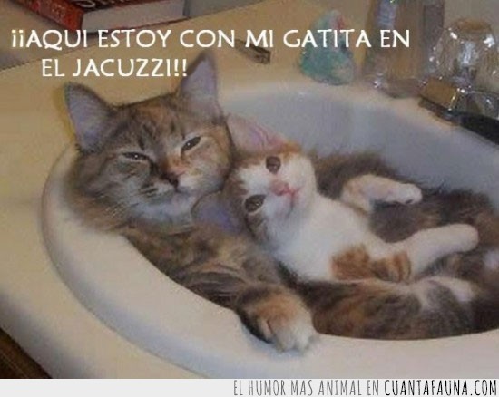 jacuzzi,gatito,gatita,aqui,pica,lavabo
