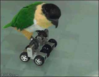 pájaro,motor,ruedas,robot,loro