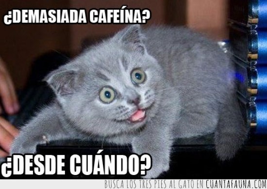 adicto,gatico,Cafeina