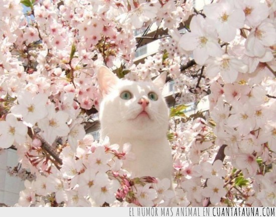 precioso,gato,sakura,arbol,blanco,cerezo en japones