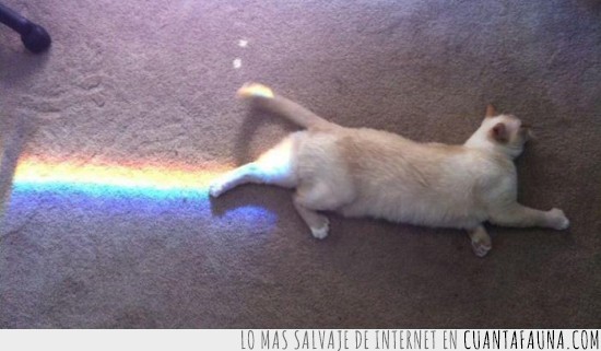 luz,arcoiris,Nyan cat,cosplay,gato