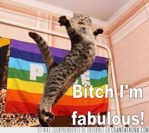 gato,fabulous,im
