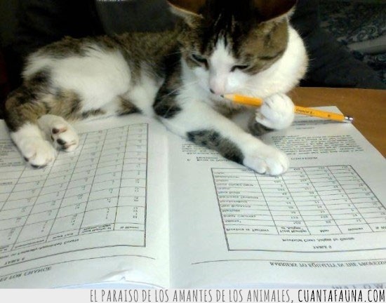 deberes,gato,lapiz,cuaderno,escribir,ejercicios