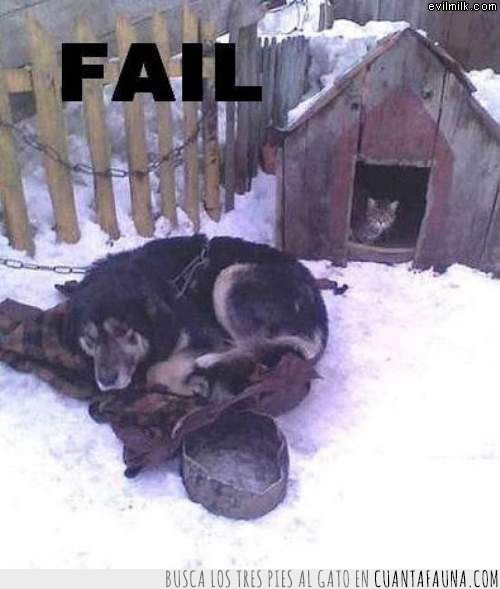 frio,caseta,gato,fail,perro,nieve,orden,quedate afuera