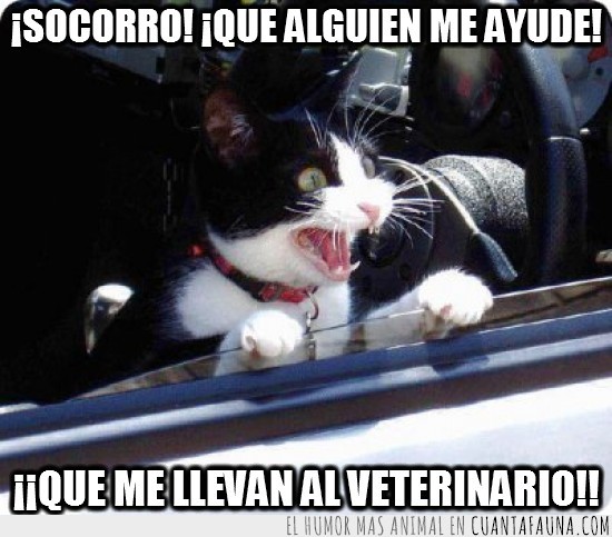 socorro,veterinario,ventanilla,coche,gato