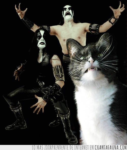 heavy metal,black metal,gato,blanco y negro,kiss