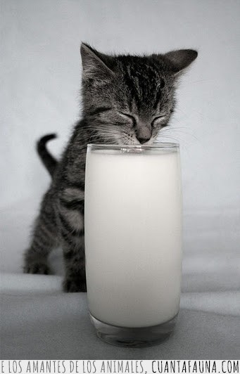 vaso,cachorrito,gatito,leche,adorable