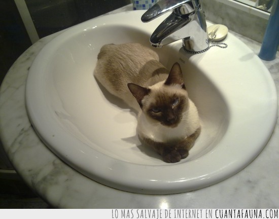 gato,grifo,lavabo,lavamanos,pica