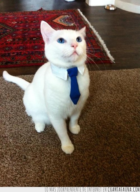 ejecutivo,gato,ojos,azules,corbata