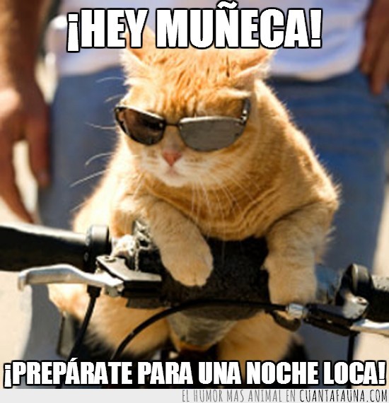noche,Muñeca,loca,gato,bici,gafas