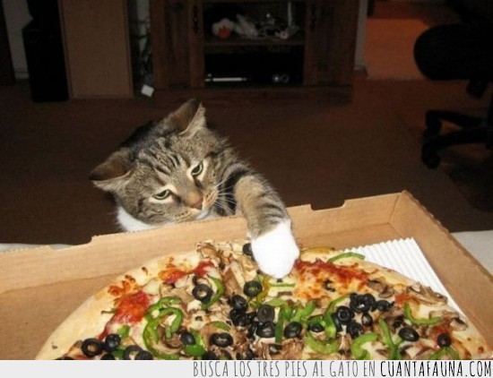mía,tocado,pizza,gato,comida