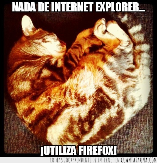 navegador,mozilla firefox,internet explorer,zorro,gato,enroscado