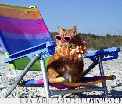 gafas de sol,arena,silla plegable,playa,gato,vacaciones