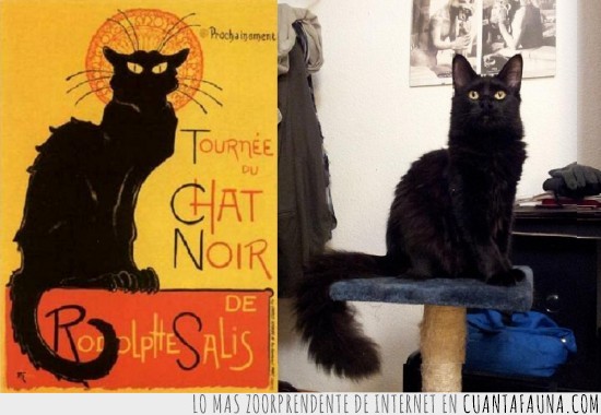pose,gato negro,Chat Noir,parecidos razonables,Gato
