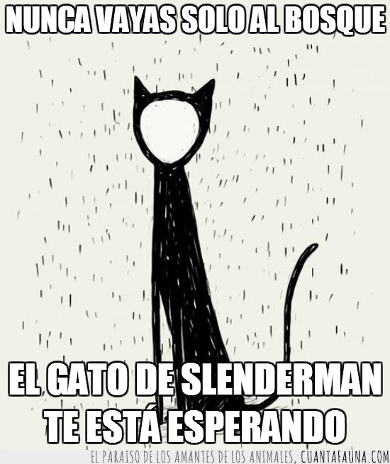 solo,gato,slender,bosque,slenderman