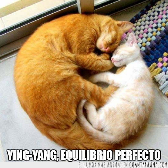 ying-yang,yingyang,equilibrio perfecto,dormir,dormidos,circulo