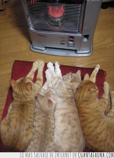 comodos,gatos,cuatro,cojin,estufa,calor