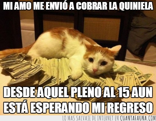 pasta,billetes,pleno al 15,quiniela,dinero,gato