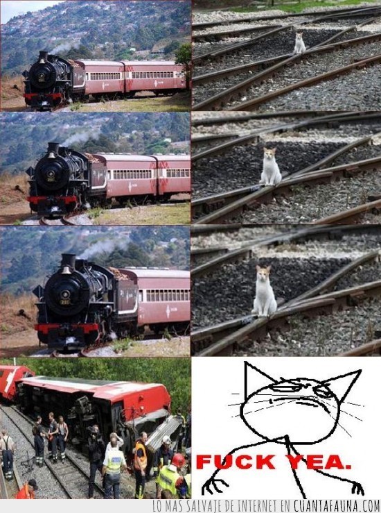 gato,tren,fuck yea,descarrilamiento,descarrilar,via
