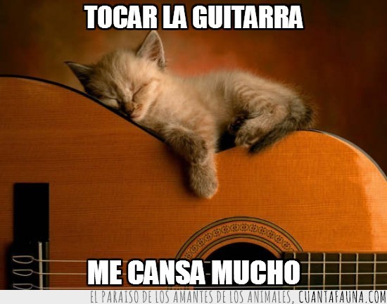 gato,guitarra,tocar,cuerpo,cuerdas