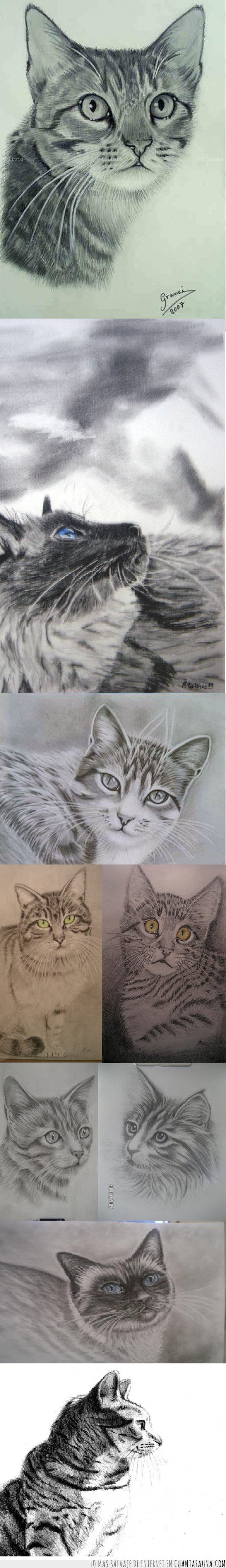 dibujos,gato,arte,pintura,carboncillo