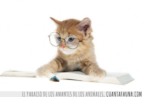 gato,gafas,libro,estudiar,intelectual
