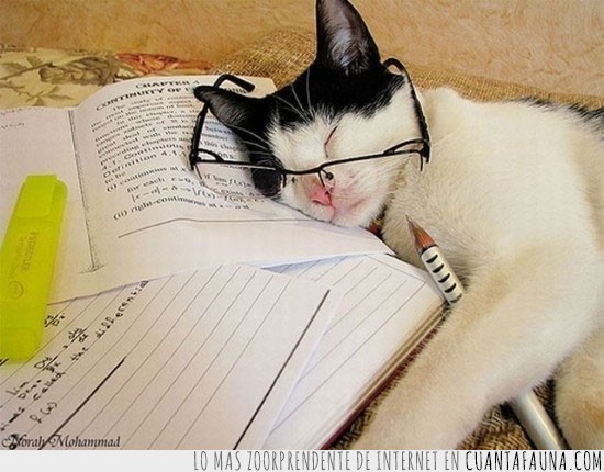 gato,estudiar,exámenes,cansado