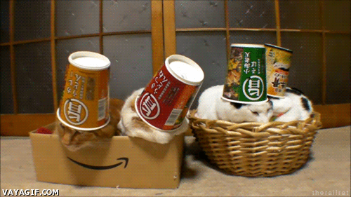 noodles,recipientes,cajas,cinematograph,gato,burla,vasos