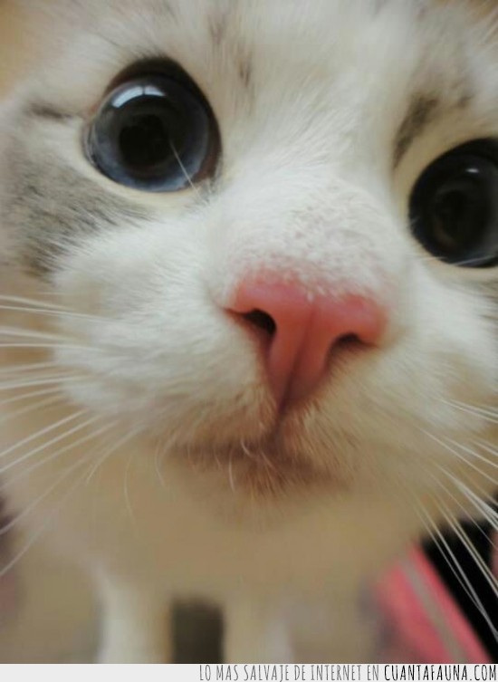 gato,mirada,ojos,te mira el alma,bigotes,blanco,nariz,rosa