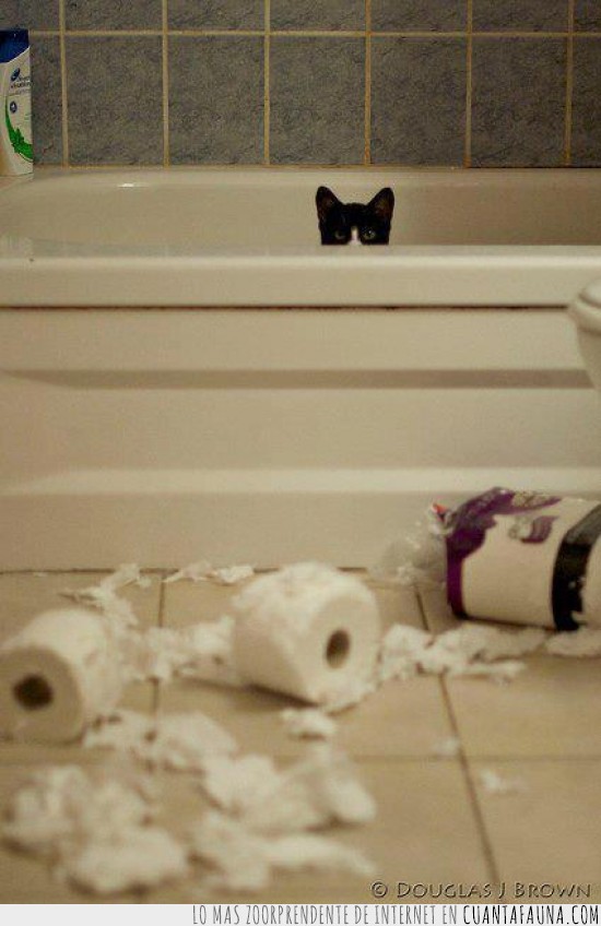 papel higienico,escondido,bañera,gato,vater,ducha