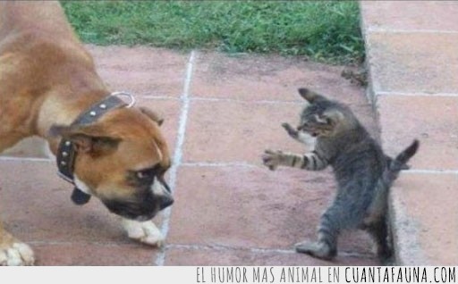 cachorro,gatito,valiente,pelea,perro,gato